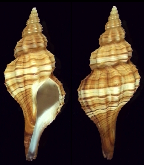 Angaria Formosana