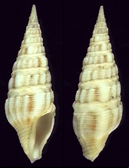 Angaria Formosana
