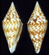 Conoidea from Mindanao, PI
