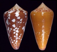 Variable Cones from the W Pacific