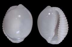 Deep water Shells from S. Africa
