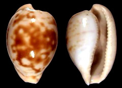 More Cape Cowries