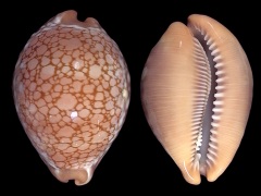 Rare Cowries from Natal, S Africa