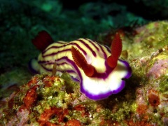 Nudibranchs 2